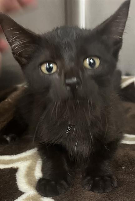 Luna, Domestic Short Hair (medium coat)