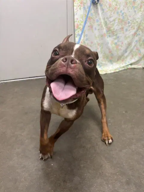 Bugsy - Boston Terrier