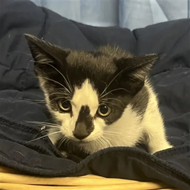 Engine - Domestic Short Hair
