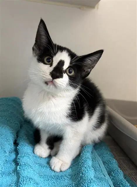 Engine - Domestic Short Hair