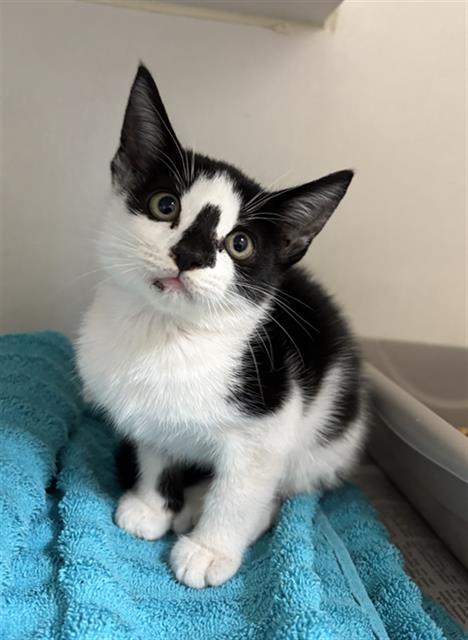 Engine, Domestic Short Hair (medium coat)