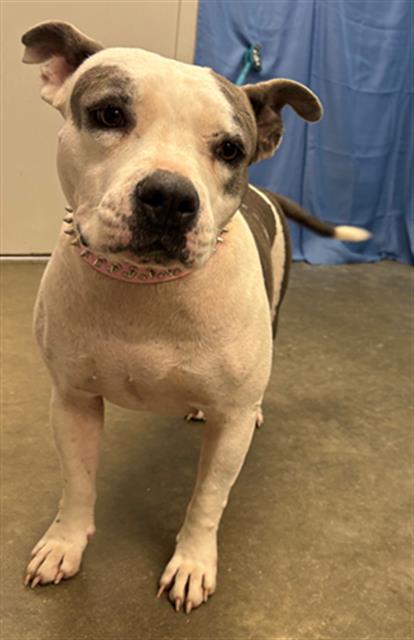 Sunshine, Pit Bull Terrier (medium coat)