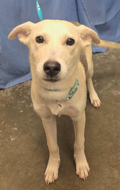 Jessi, German Shepherd Dog / Mixed (medium coat)
