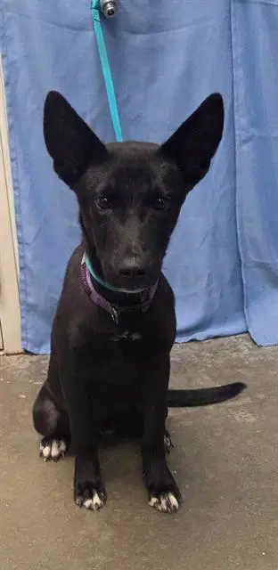 Waylon - German Shepherd Dog