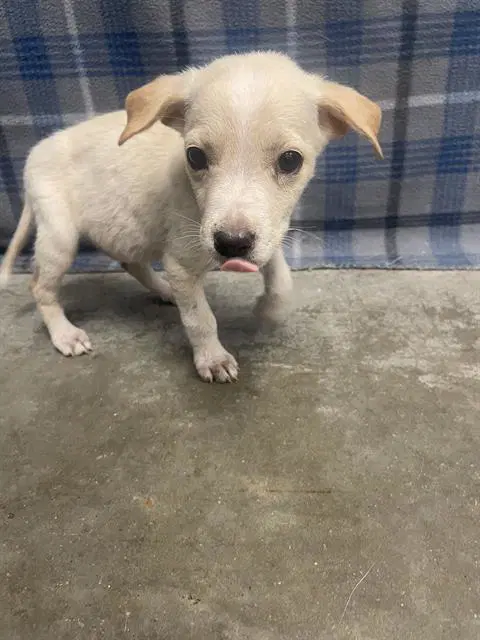 Booker - Labrador Retriever