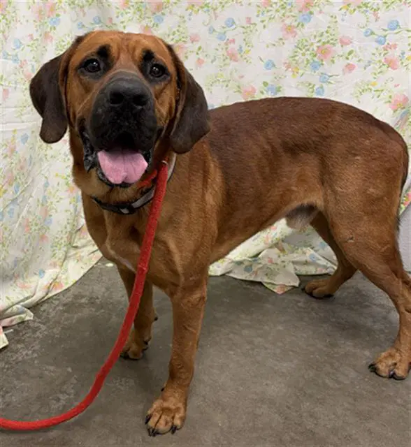 Budd - Mastiff