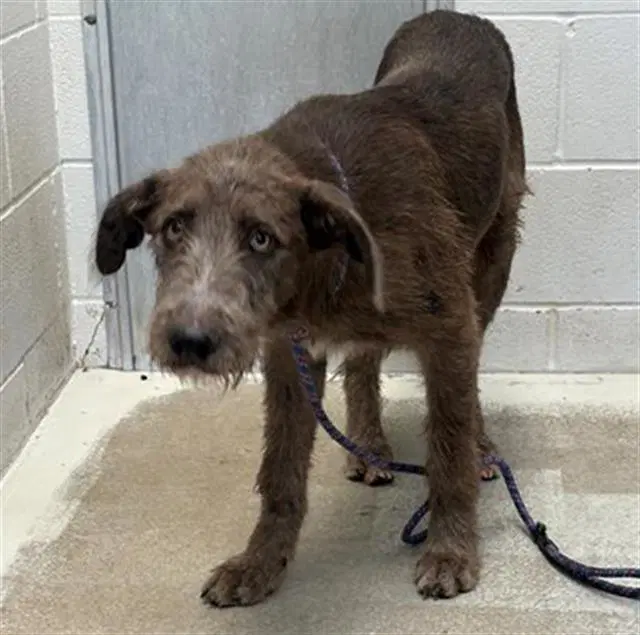 Big Scruff - German Wirehaired Pointer