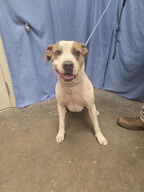 Knox - Staffordshire Bull Terrier