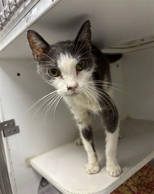 Morticia - Domestic Short Hair