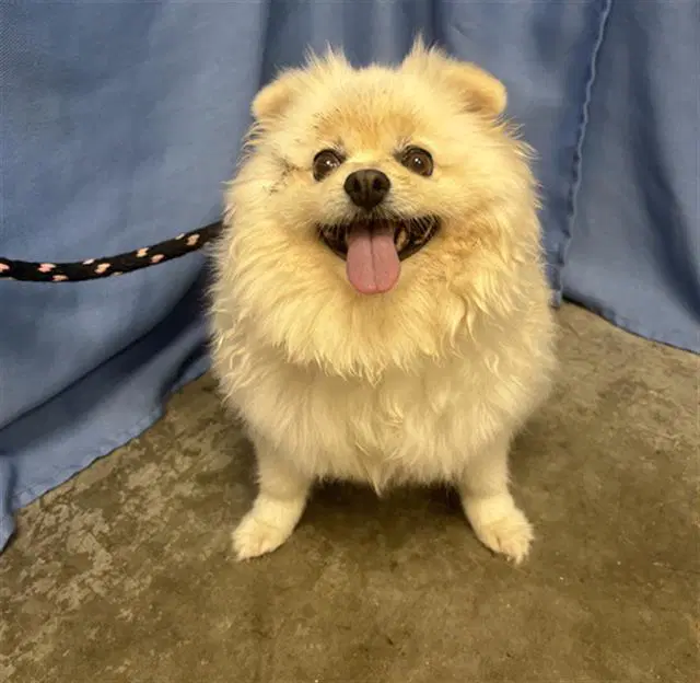 Madea - Pomeranian