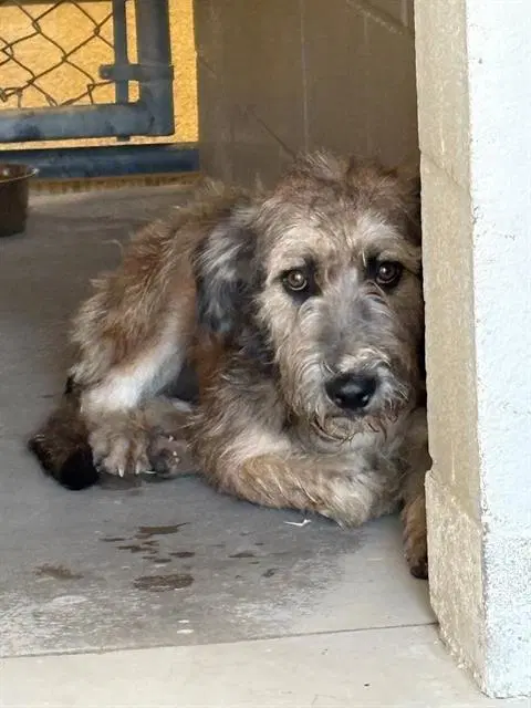 Little Scruff - Schnauzer
