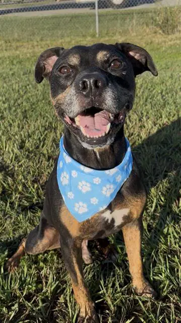 Ozzy - Pit Bull Terrier