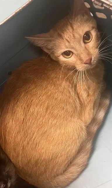 Roxy - Domestic Short Hair