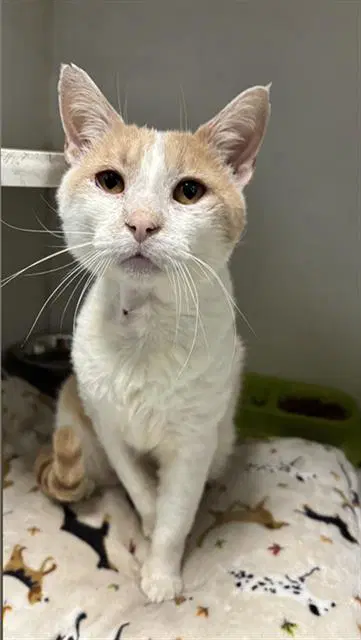 Ferdinand - Domestic Short Hair