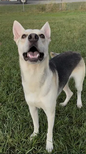 Elrick - German Shepherd Dog