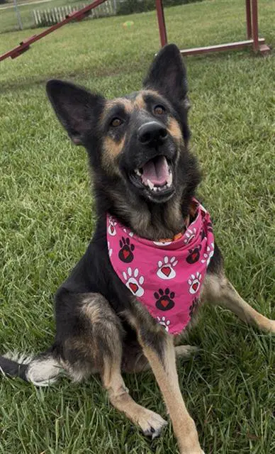 Natasha - German Shepherd Dog