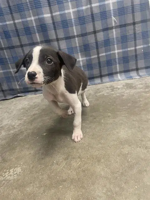 Bitsy - Labrador Retriever
