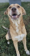 EMBER — Rosenberg, TX Adoption