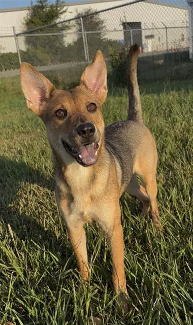 Sophie - German Shepherd Dog