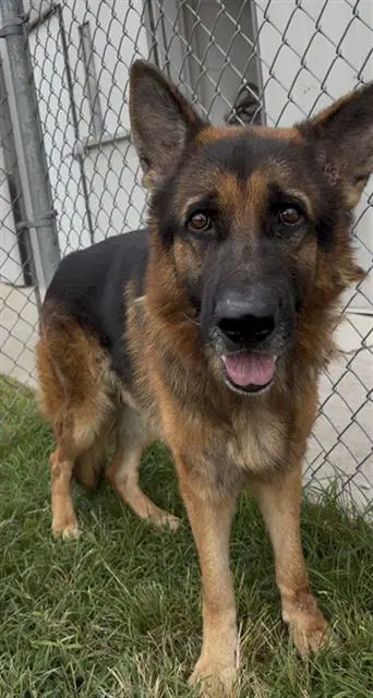 Havoc - German Shepherd Dog