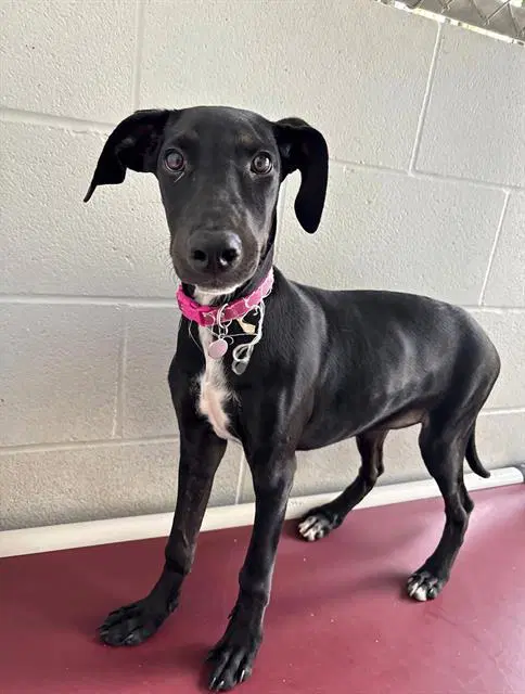 Bessie - Labrador Retriever