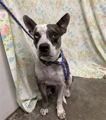 Coco - Catahoula Leopard Dog