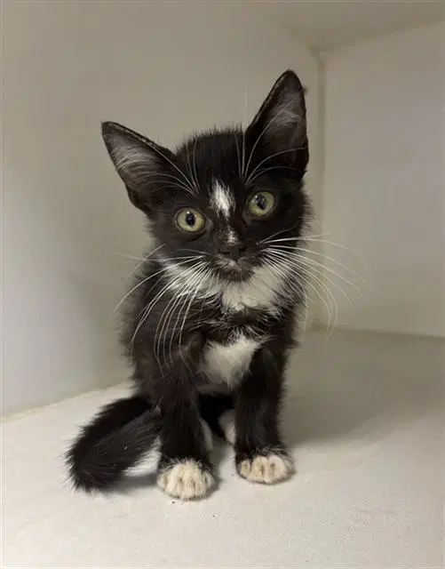 Tweedle-Doo - Domestic Short Hair