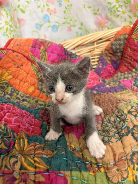 Elementary - Domestic Short Hair