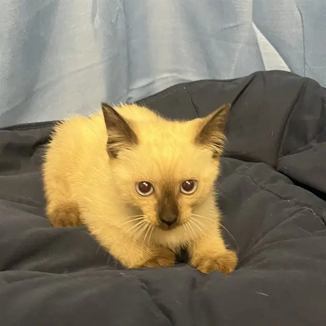 Luna - Siamese