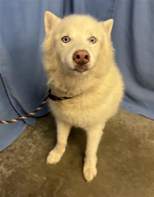 Xiaojun - Husky
