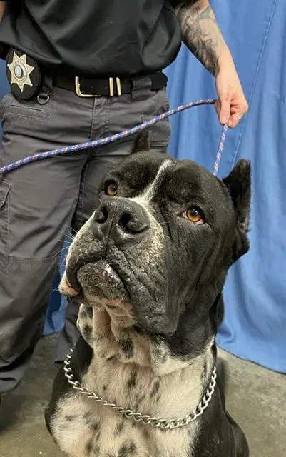 Tux - Cane Corso Mastiff