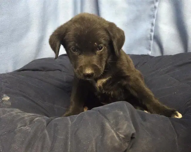 Orange - Labrador Retriever