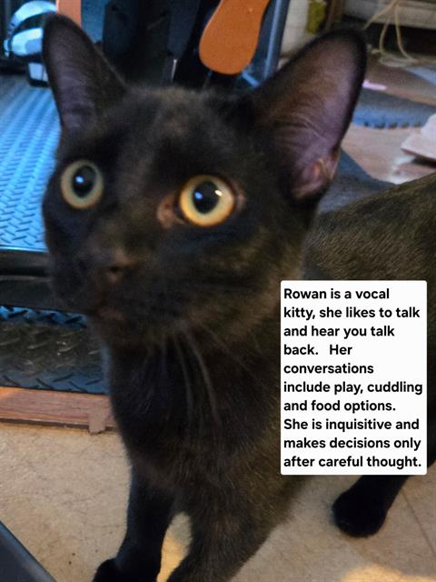 ROWAN