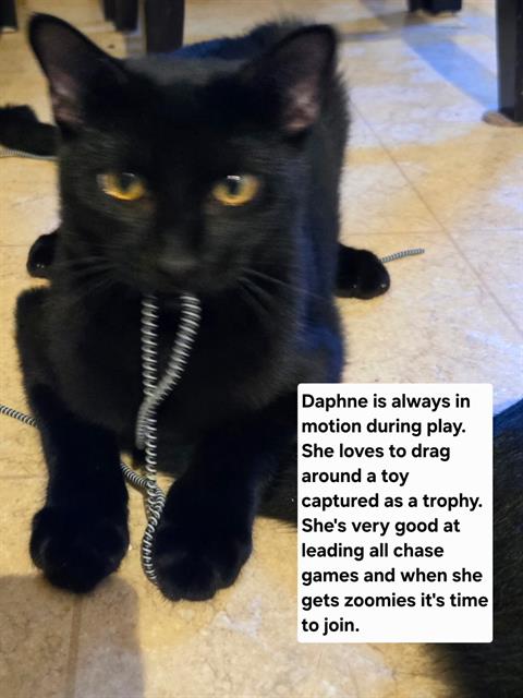 DAPHNE
