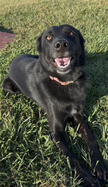 FIONA