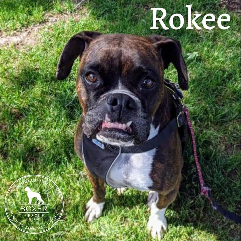 adoptable Dog in Spokane, WA named Rokee