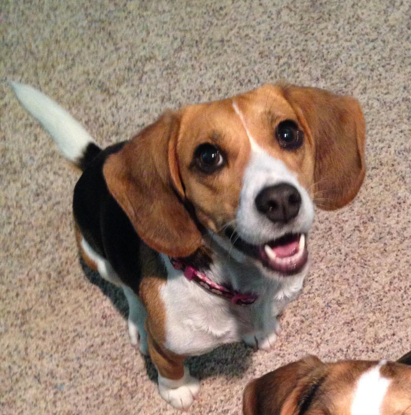 Beagle Puppies for Sale - Infinity Pups, image size:1428x1440