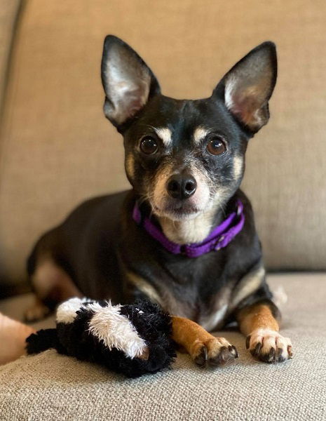 mini pinscher mix with chihuahua