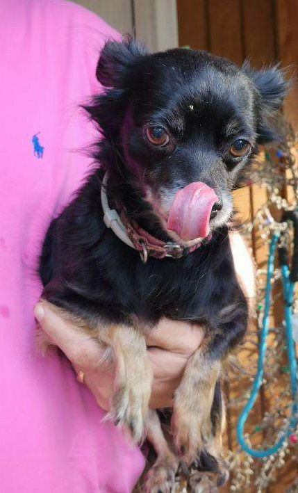 Min pin long hot sale hair chihuahua mix