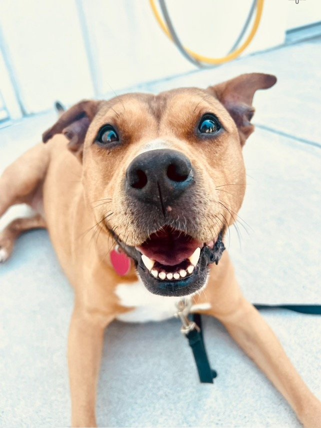 adoptable Dog in Rosenberg, TX named Blossom