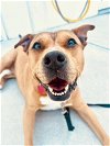 adoptable Dog in rosenberg, TX named Blossom