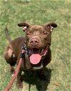 adoptable Dog in rosenberg, TX named Rossi