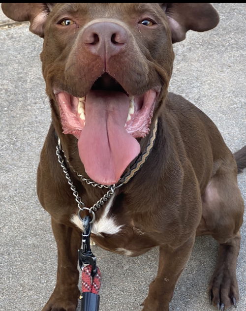 picture of the dog needing adoption