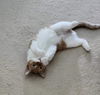 adoptable Cat in Rosenberg, TX named Livy