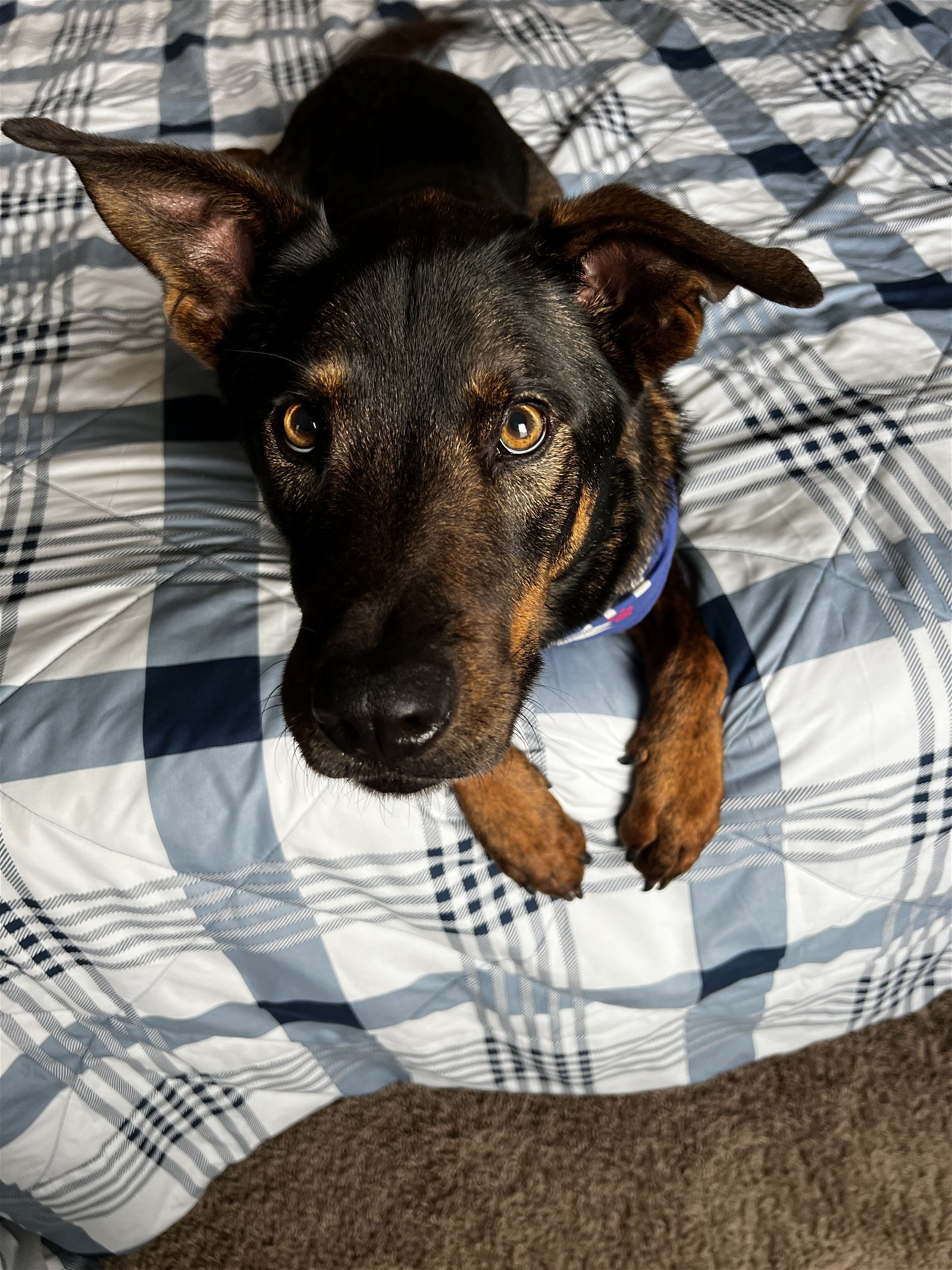 adoptable Dog in Rosenberg, TX named Leif