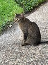 adoptable Cat in rosenberg, TX named Ralph