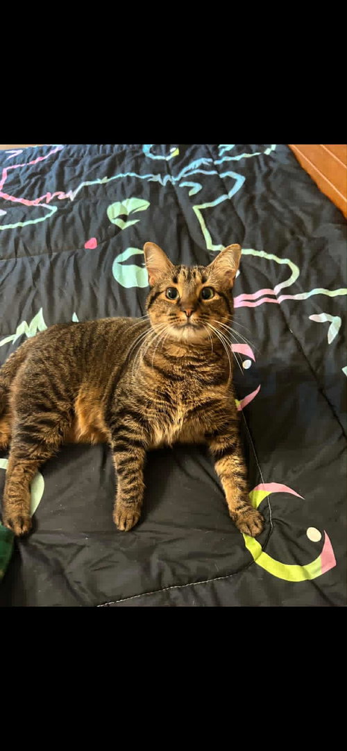 picture of the cat needing adoption