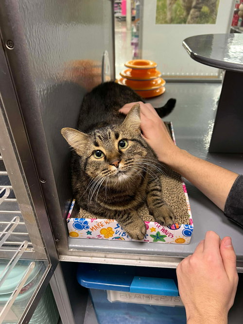 picture of the cat needing adoption