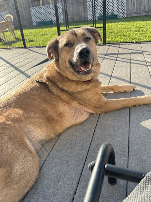 Fergus (Mowgli), an adoptable German Shepherd Dog in Rosenberg, TX