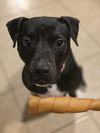 adoptable Dog in Rosenberg, TX named Roux B